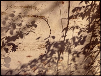 leaf shadow theatre