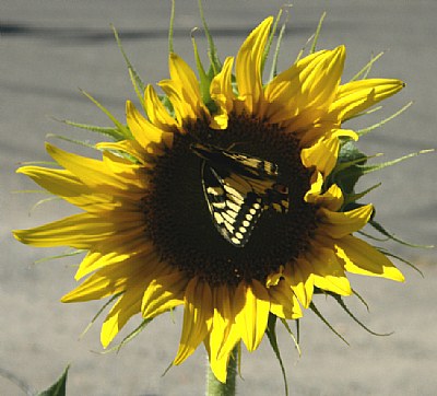 Swallowtail Sunflower
