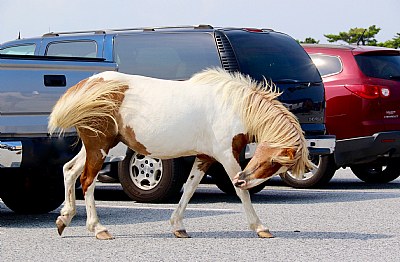 Assateague Island National Seashore Wild Horse 