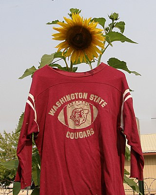 WSU Sunflower