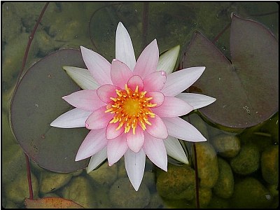 lotus flower