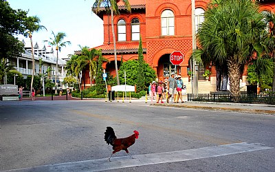 Key West Rooster Crossing the Road 