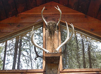 Antler Nest