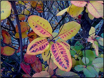 fallcolor leaves