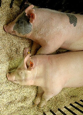Pair of Pigs