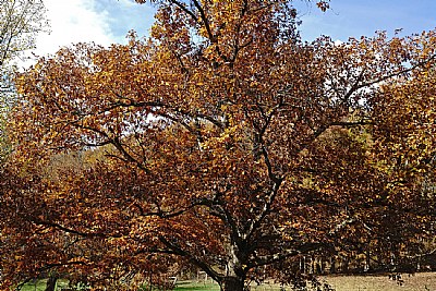 grand old oak