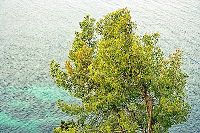Tree & Sea