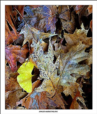 Ginkgo Among the Oak