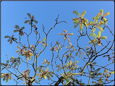 twigs dancing