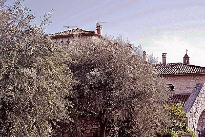 Trees & Church