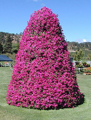 Petunia Tree