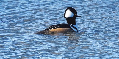 Hooded Merganser