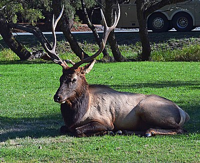 Resting On The Grass