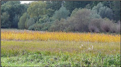 the yellow meadow