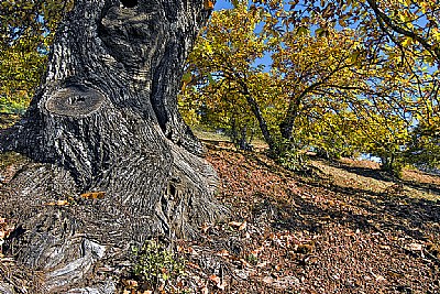 In the Chestnut Grove