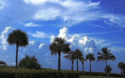 Clouds & Trees