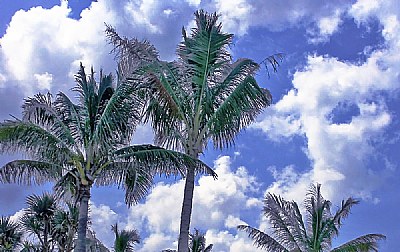 Palm Trees & Clouds