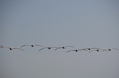 Flight Of Pelicans