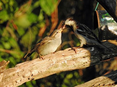 sparrow feeds sparrow
