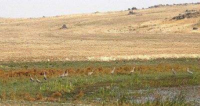 Sand Hill Cranes