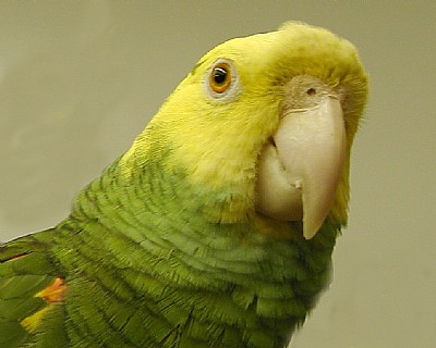 Amazon Parrot