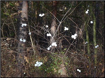 white berries