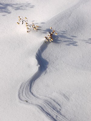 snowdrift