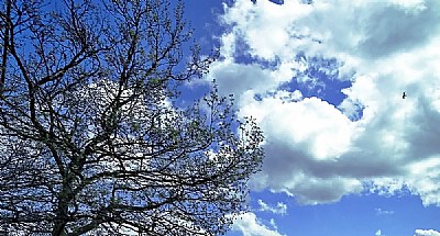 Trees & Clouds