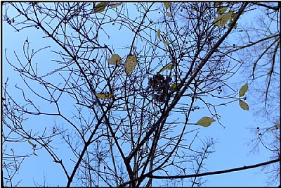 last leaves