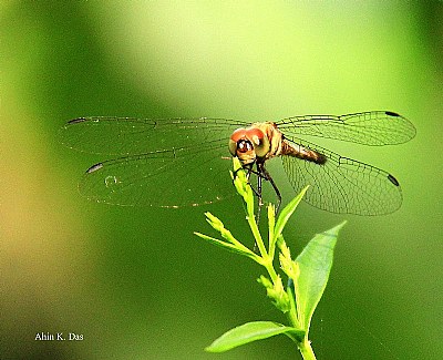 Dragon Fly 2