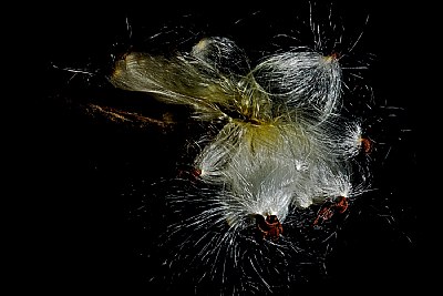 milkweed burst