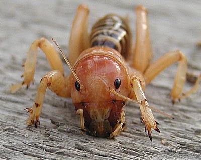 Jerusalem Cricket