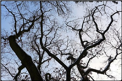 snowy trees