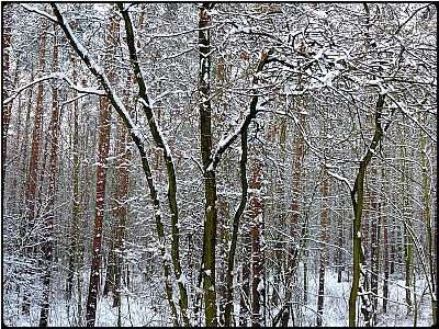 snowy trees 2