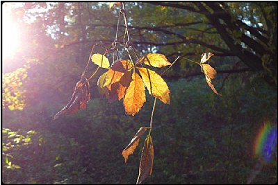 a sunny leaf