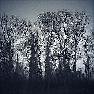 shivering trees
