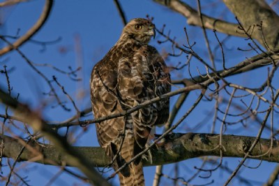 REd Tail