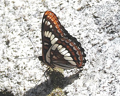 Lorquins Admiral