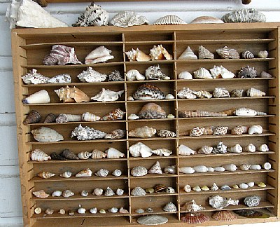 Shell collection