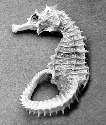 Hippocampus Seahorse