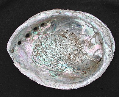 Haliotis Abalone