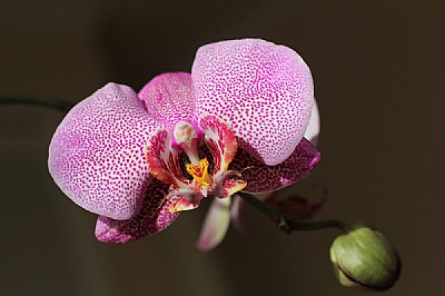 orchid