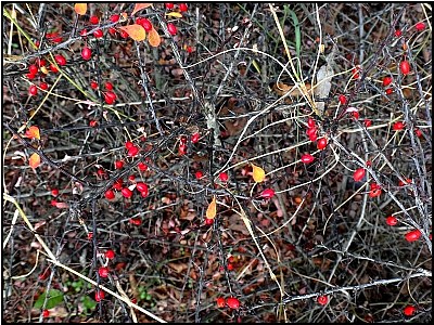 november berries