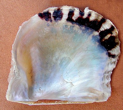 Pearl Oyster