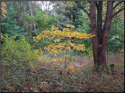 little yellow fall tree