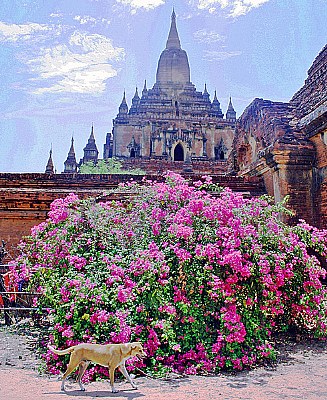 Dog, Flowers & Temple