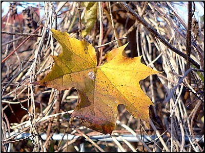 sunny yellow fall leaf