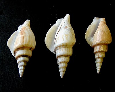 3 Sea Shells