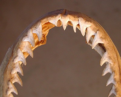 Shark Jaw