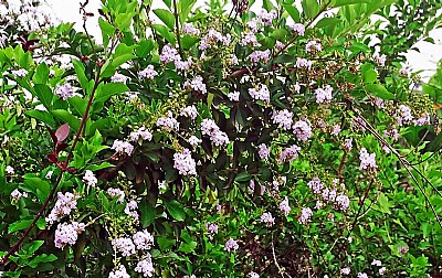 Tree & Flowers